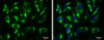 ATP5A1 Antibody in Immunocytochemistry (ICC/IF)