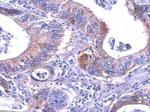 LDHB Antibody in Immunohistochemistry (Paraffin) (IHC (P))