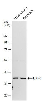 LDHB Antibody in Western Blot (WB)