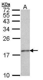 Histone H3.3 Antibody in Western Blot (WB)