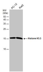 Histone H3.3 Antibody in Western Blot (WB)