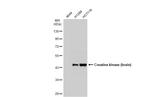 Creatine Kinase BB Antibody in Western Blot (WB)