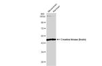 Creatine Kinase BB Antibody in Western Blot (WB)