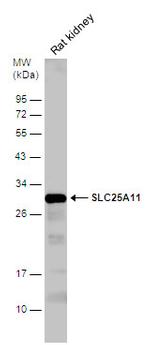 SLC25A11 Antibody in Western Blot (WB)