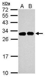 SLC25A11 Antibody in Western Blot (WB)