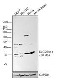 SLC25A11 Antibody in Western Blot (WB)