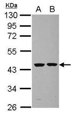 Septin 2 Antibody in Western Blot (WB)