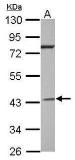 GNAI2 Antibody in Western Blot (WB)