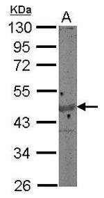 gamma Actin Antibody in Western Blot (WB)