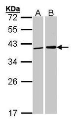 Fibrillarin Antibody in Western Blot (WB)