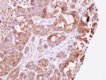 GUK1 Antibody in Immunohistochemistry (Paraffin) (IHC (P))