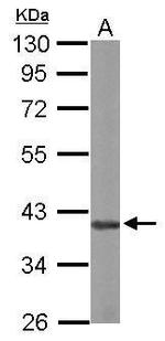 hnRNP D Antibody in Western Blot (WB)