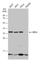 RPL5 Antibody in Western Blot (WB)