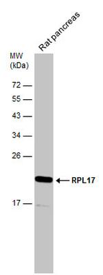 RPL17 Antibody in Western Blot (WB)