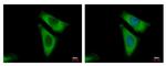 RPL29 Antibody in Immunocytochemistry (ICC/IF)