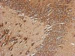 RPL29 Antibody in Immunohistochemistry (Paraffin) (IHC (P))