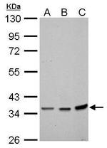 Annexin A2 Antibody in Western Blot (WB)