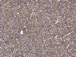 GOT2 Antibody in Immunohistochemistry (Paraffin) (IHC (P))