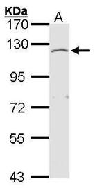 EXTL3 Antibody in Western Blot (WB)