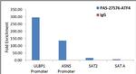 ATF4 Antibody in ChIP Assay (ChIP)