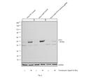 ATF4 Antibody