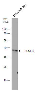 DNAJB6 Antibody in Western Blot (WB)