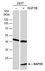 RAP1B Antibody in Western Blot (WB)