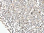 eIF3f Antibody in Immunohistochemistry (Paraffin) (IHC (P))