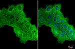 HAX1 Antibody in Immunocytochemistry (ICC/IF)