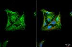 HAX1 Antibody in Immunocytochemistry (ICC/IF)