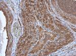 HAX1 Antibody in Immunohistochemistry (Paraffin) (IHC (P))