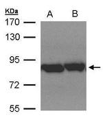 TRAP1 Antibody in Western Blot (WB)