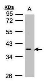 MCL-1 Antibody in Western Blot (WB)