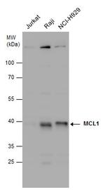 MCL-1 Antibody in Western Blot (WB)