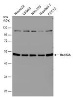 RAD23A Antibody in Western Blot (WB)