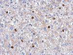 MYST2 Antibody in Immunohistochemistry (Paraffin) (IHC (P))