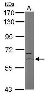 MYST2 Antibody in Western Blot (WB)