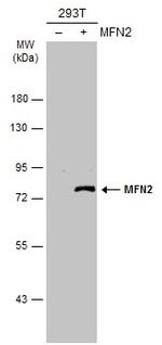 MFN2 Antibody in Western Blot (WB)