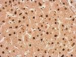 TALDO1 Antibody in Immunohistochemistry (Paraffin) (IHC (P))