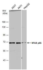 NFkB p65 Antibody in Western Blot (WB)