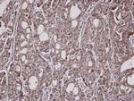 KARS Antibody in Immunohistochemistry (Paraffin) (IHC (P))