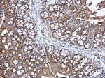 KARS Antibody in Immunohistochemistry (Paraffin) (IHC (P))