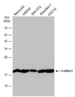 Cofilin Antibody in Western Blot (WB)