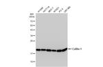 Cofilin Antibody in Western Blot (WB)