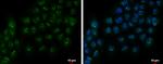 PAF49 Antibody in Immunocytochemistry (ICC/IF)