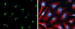 PAF49 Antibody in Immunocytochemistry (ICC/IF)