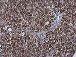 PAF49 Antibody in Immunohistochemistry (Paraffin) (IHC (P))