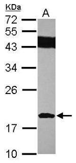 SUMO2 Antibody in Western Blot (WB)