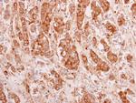 14-3-3 theta Antibody in Immunohistochemistry (Paraffin) (IHC (P))