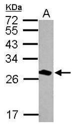 14-3-3 theta Antibody in Western Blot (WB)